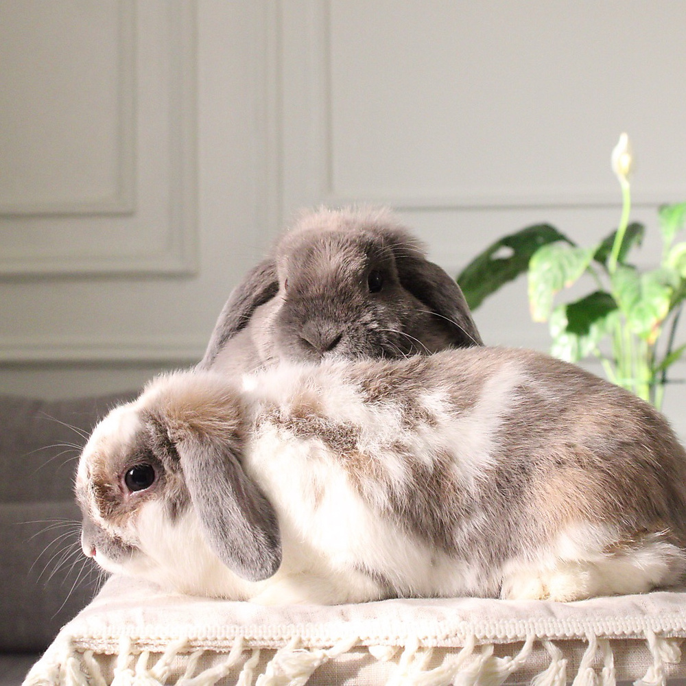 Holland lop pair