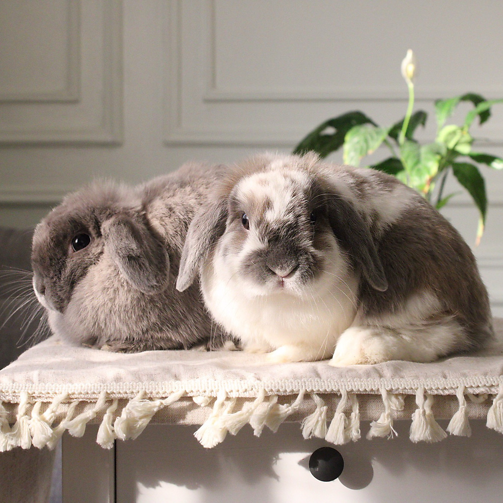 Holland lop pair