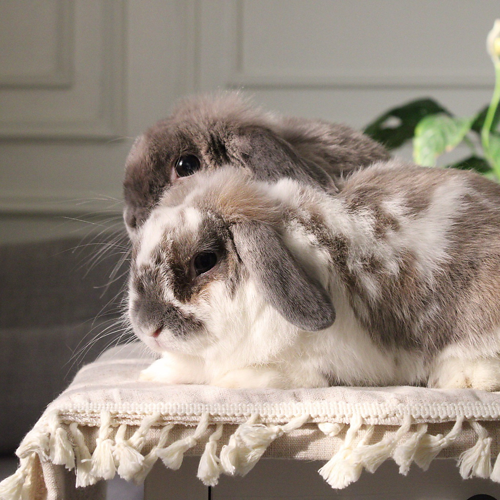 Holland lop pair