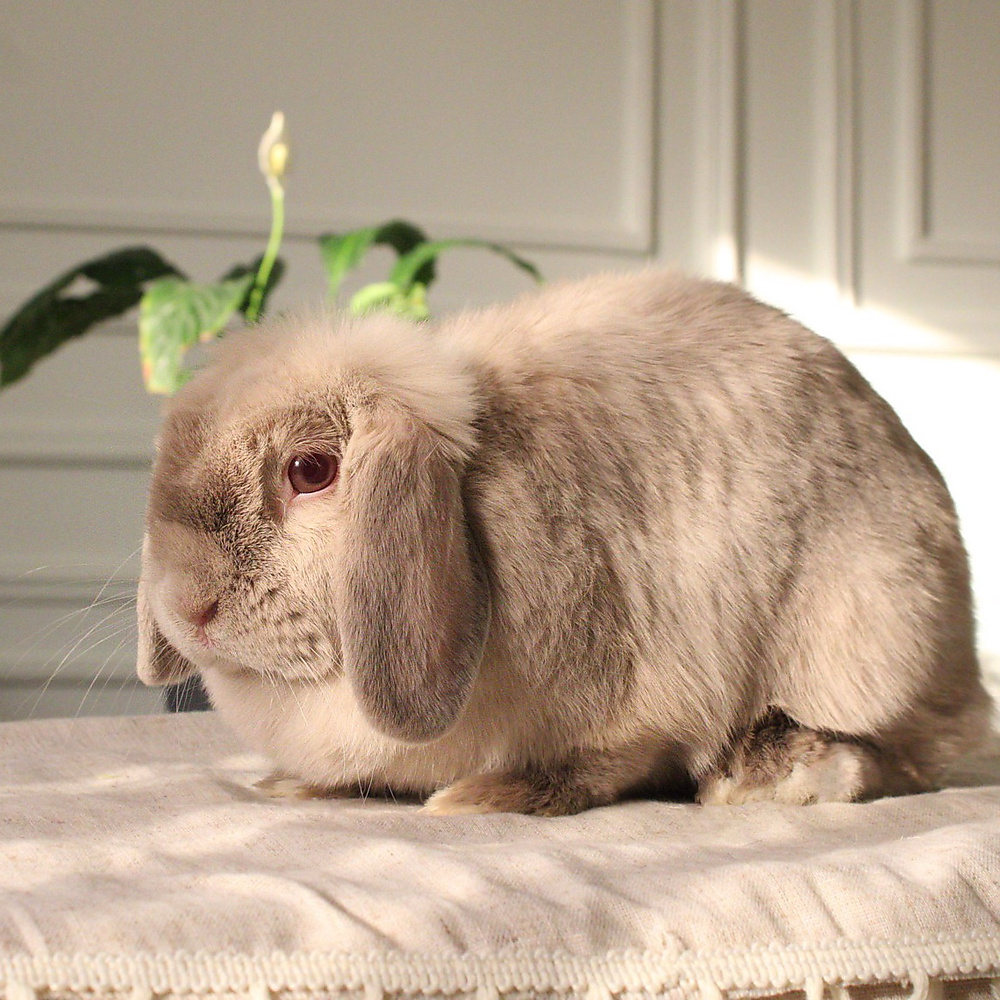 Holland lop - lilac