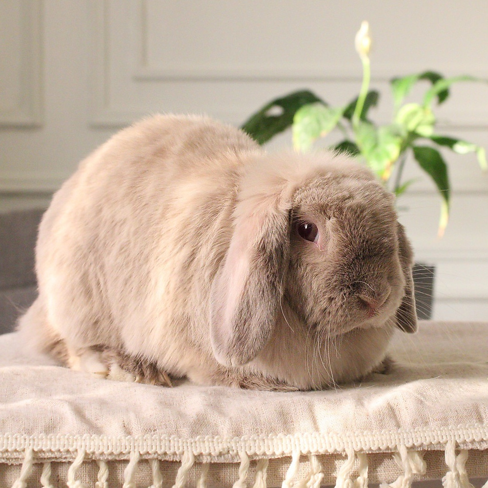 Holland lop - lilac
