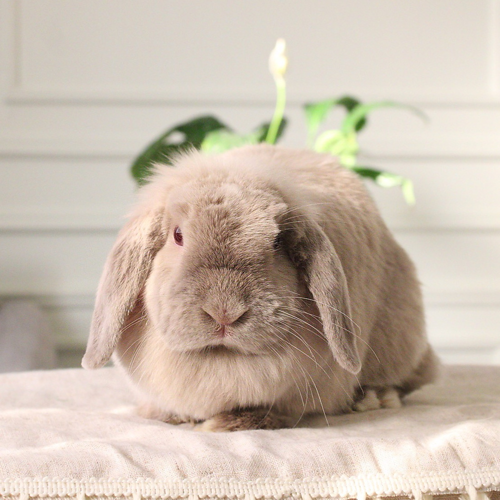 Holland lop - lilac