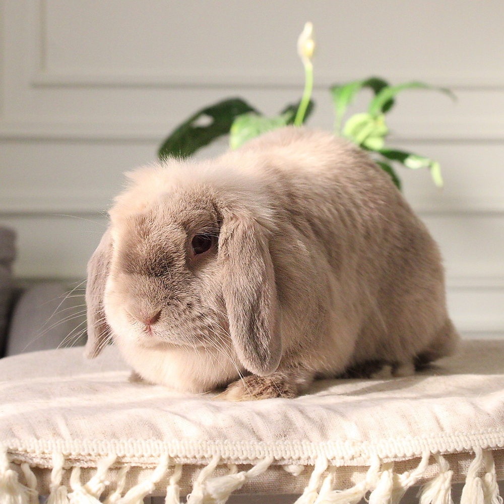 Holland lop - lilac