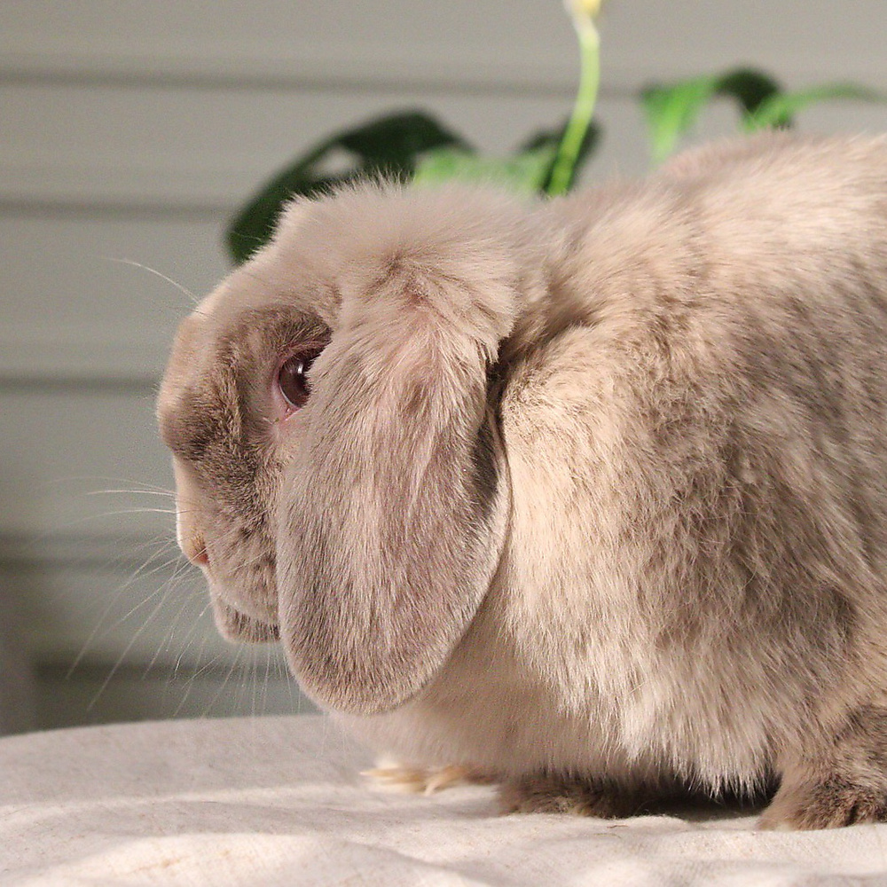 Holland lop - lilac