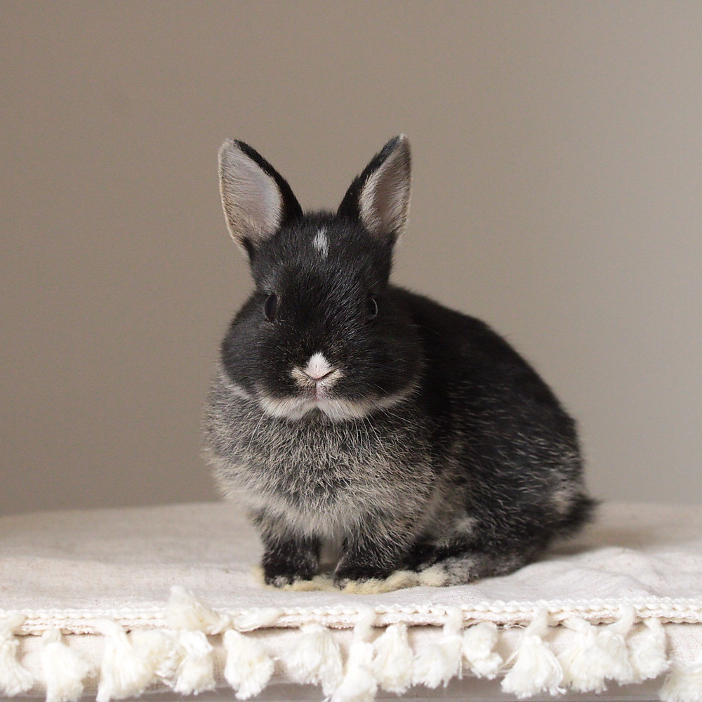 Netherland dwarf black otter