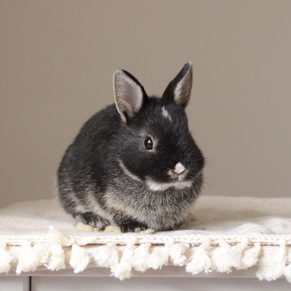 Netherland dwarf black otter