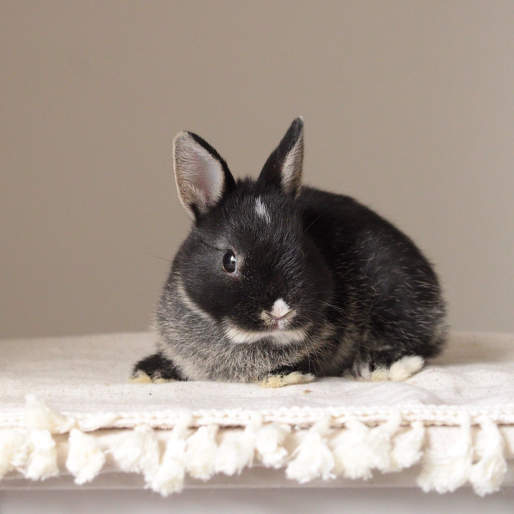 Netherland dwarf black otter