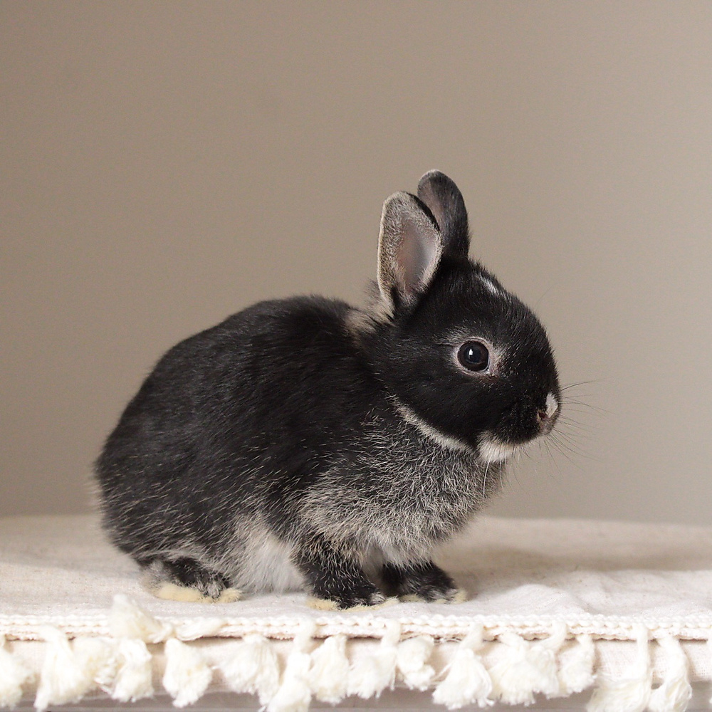 Netherland dwarf black otter
