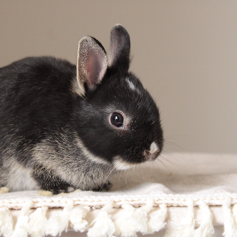Netherland dwarf black otter