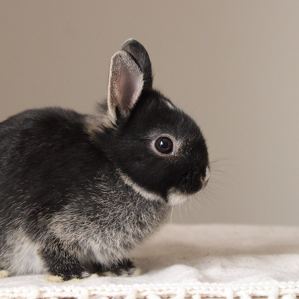 Netherland dwarf black otter