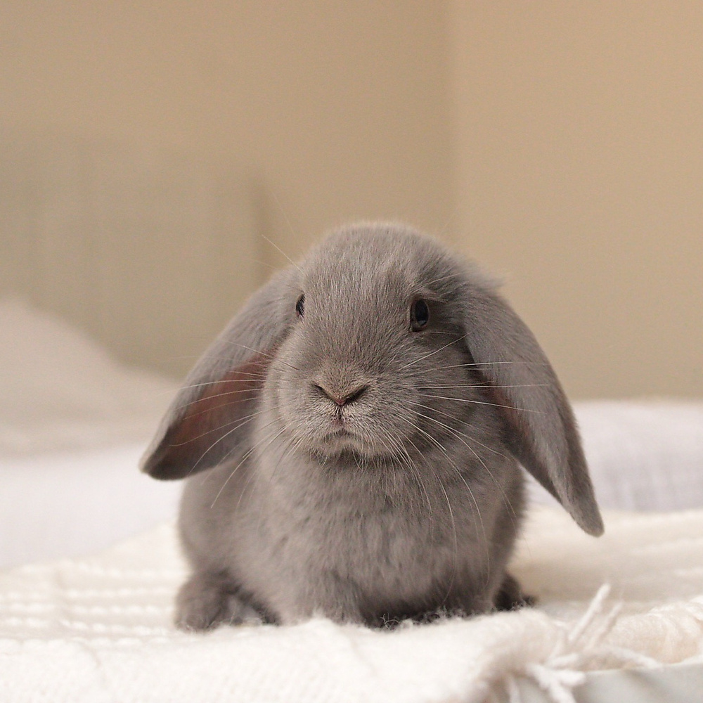 Mini lop