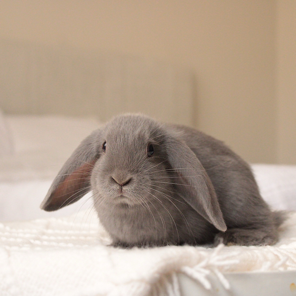 Mini lop