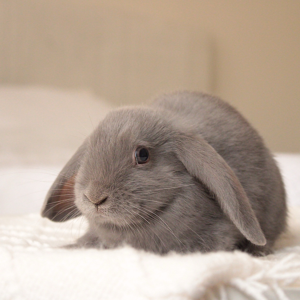 Mini lop