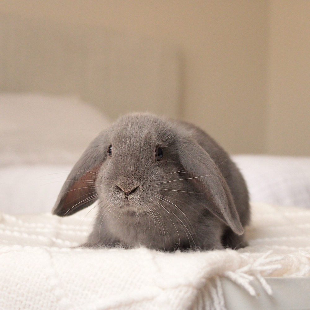 Mini lop
