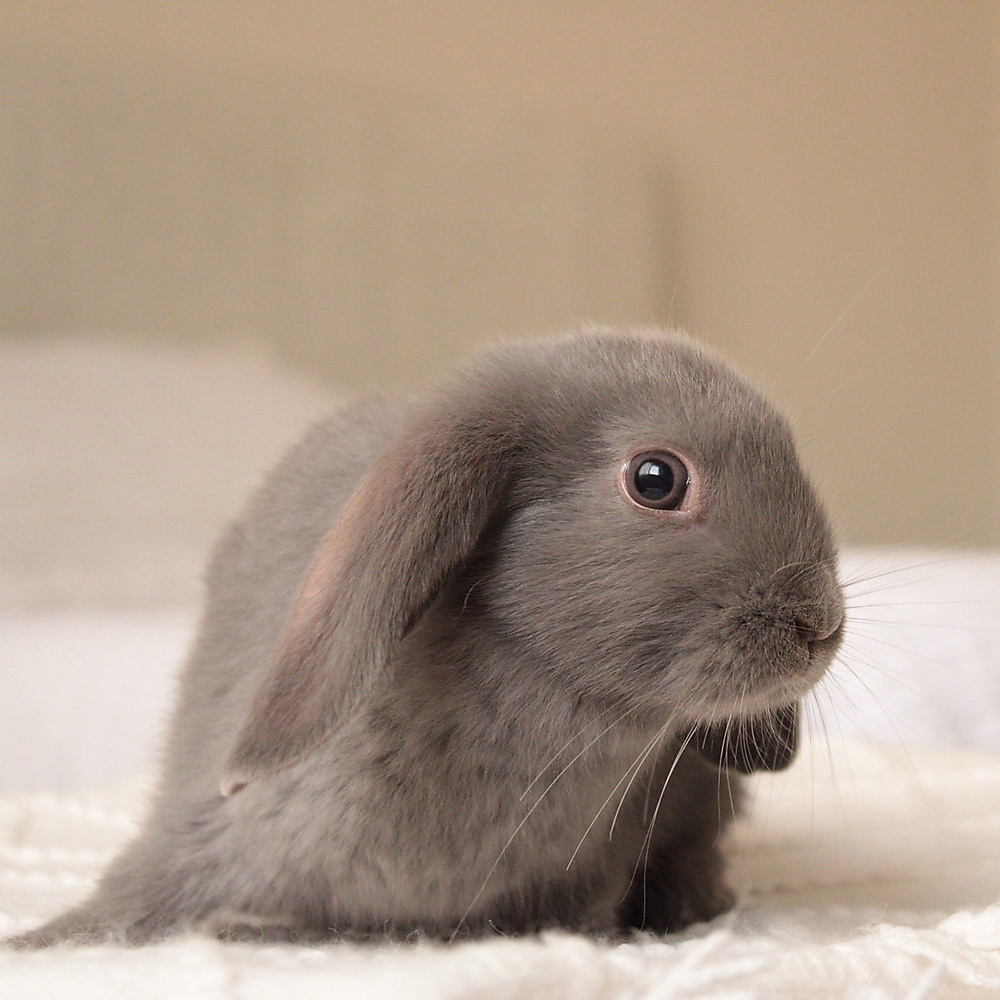 Mini lop