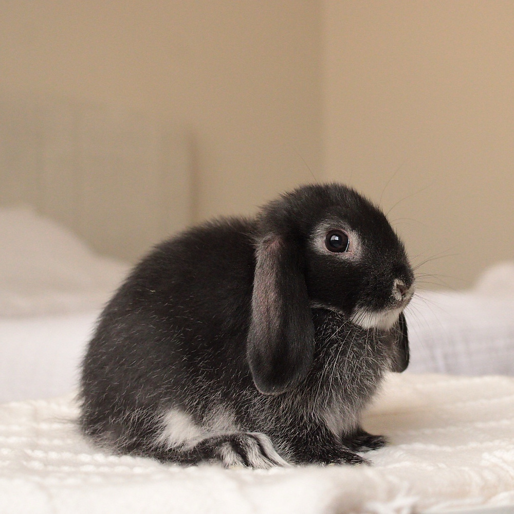 mini lop - black silver marten