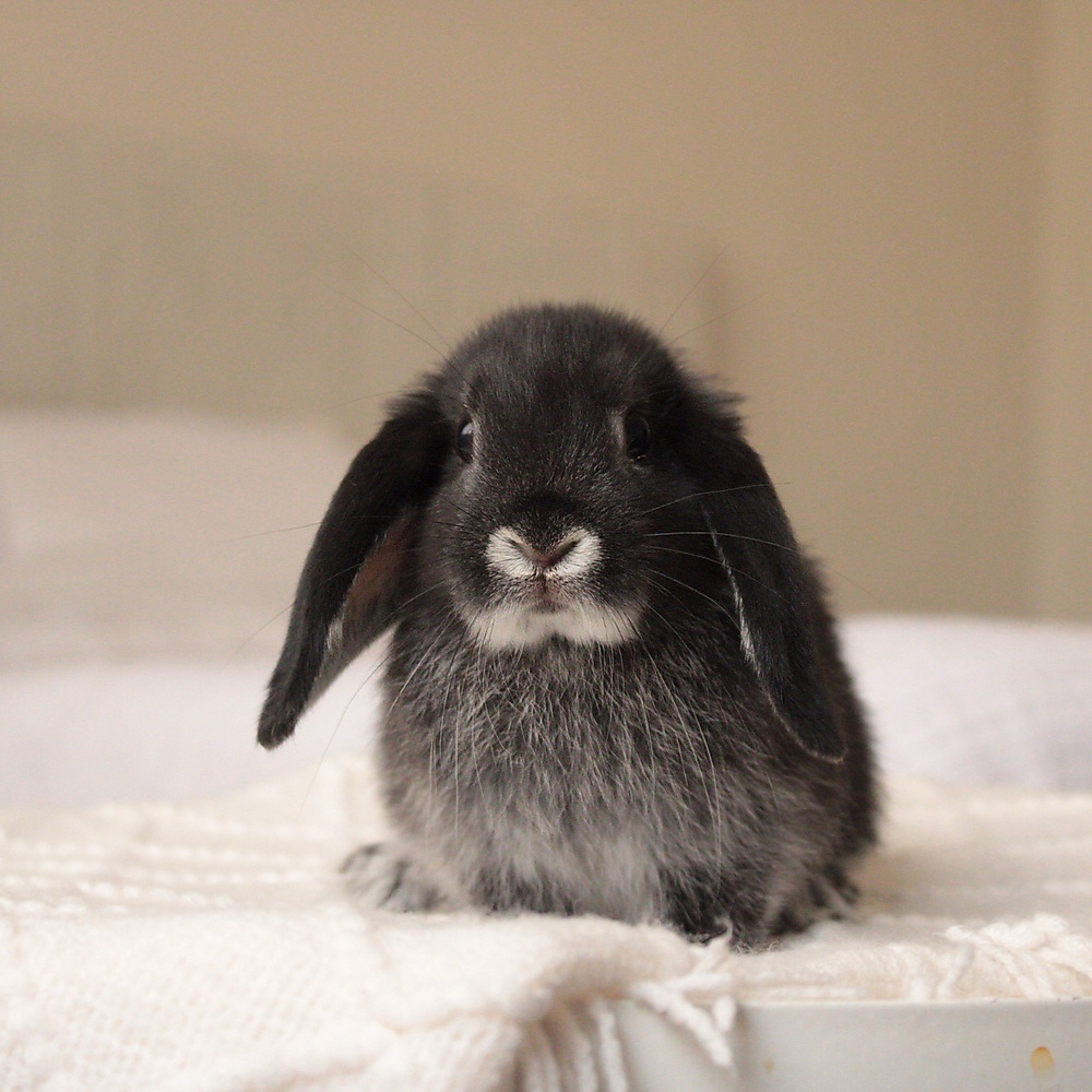 mini lop - black silver marten