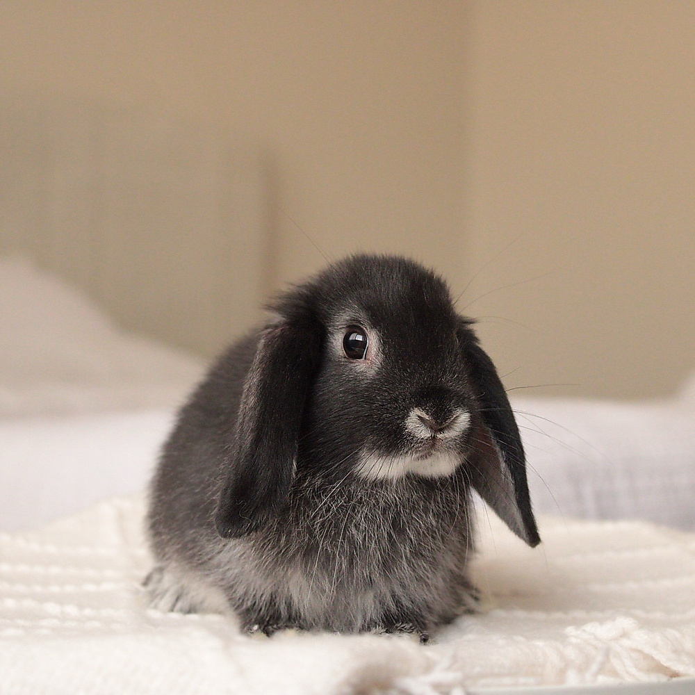 mini lop - black silver marten
