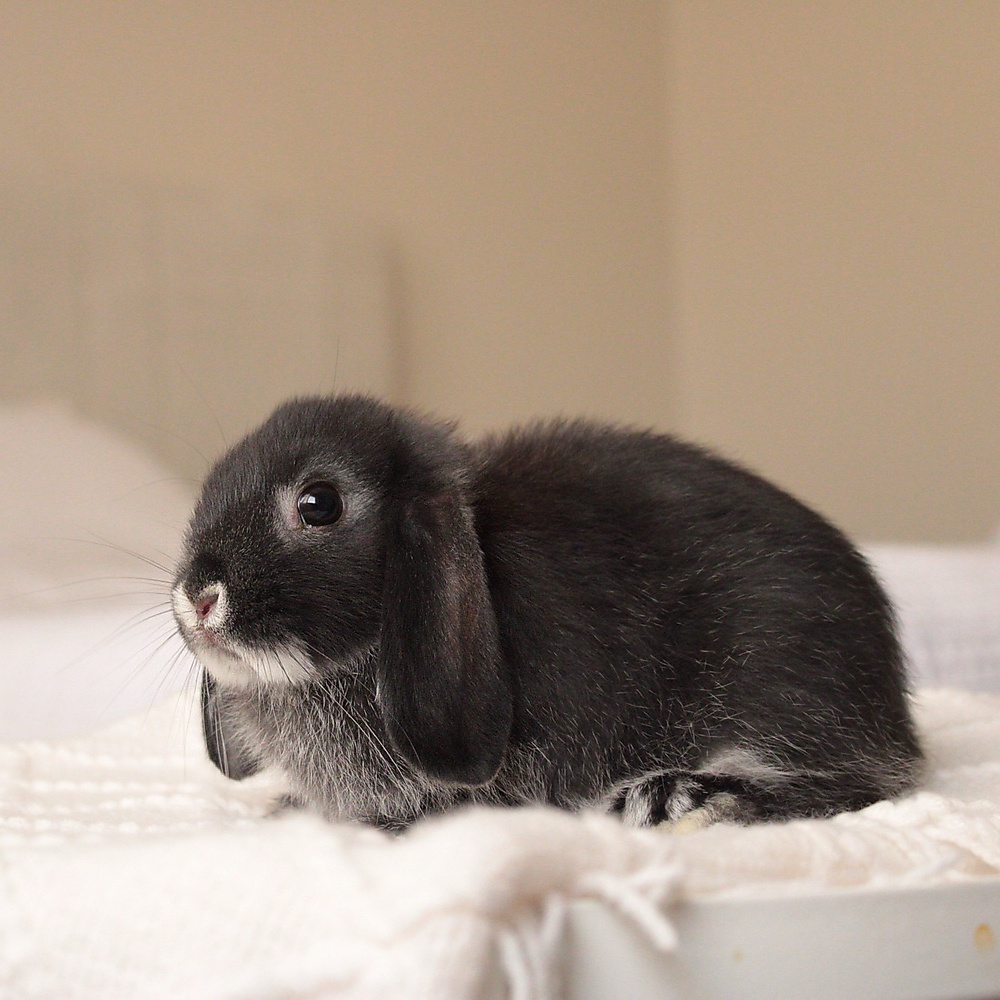 mini lop - black silver marten