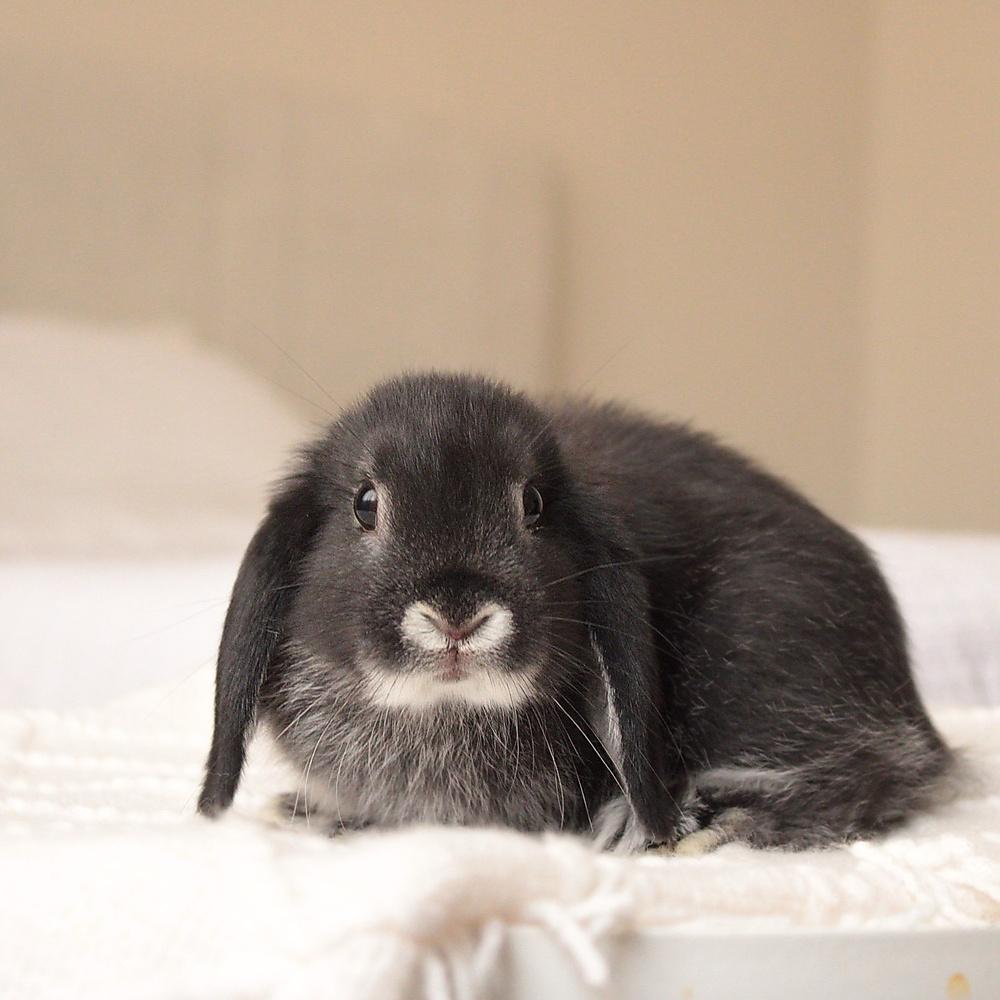 mini lop - black silver marten
