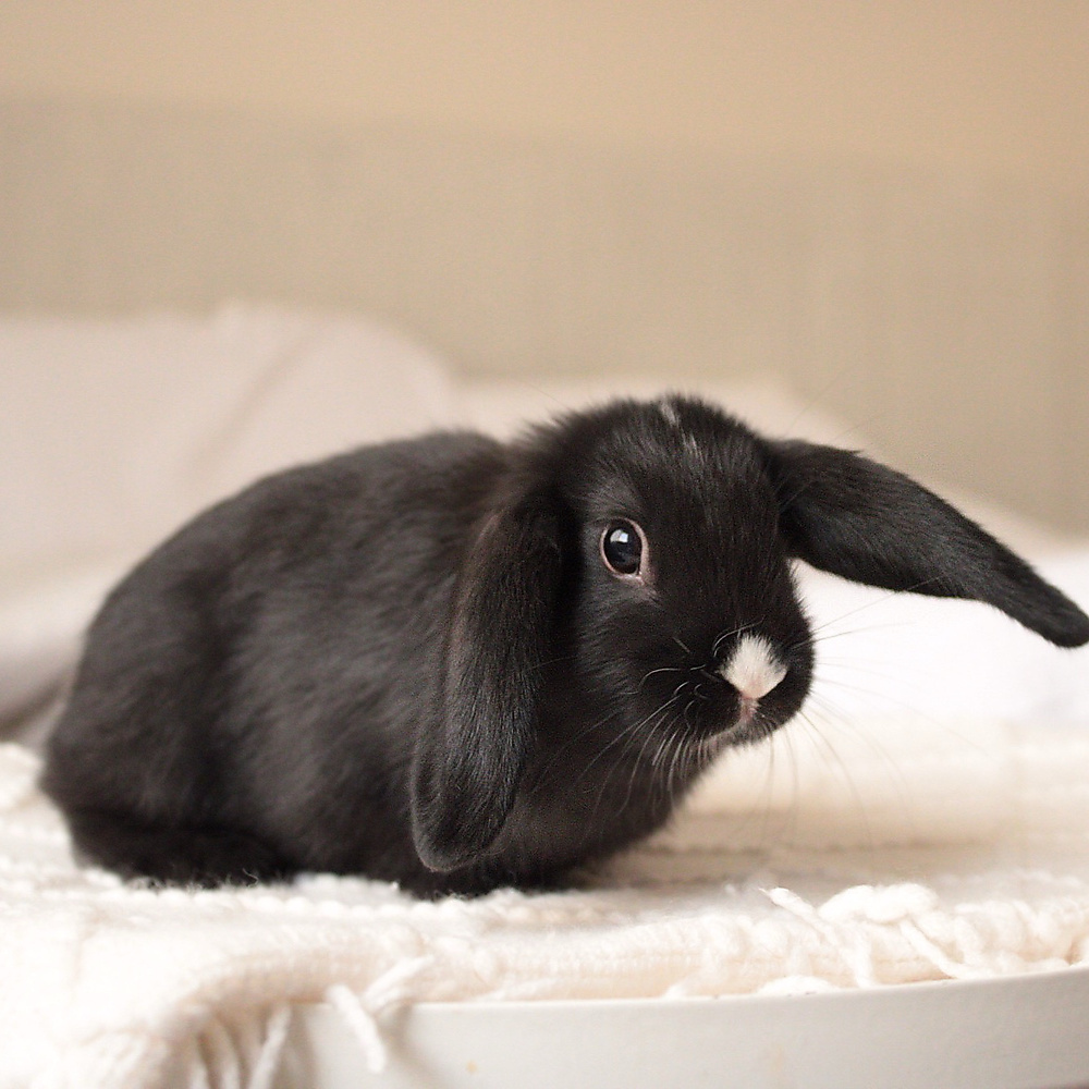 Mini lop