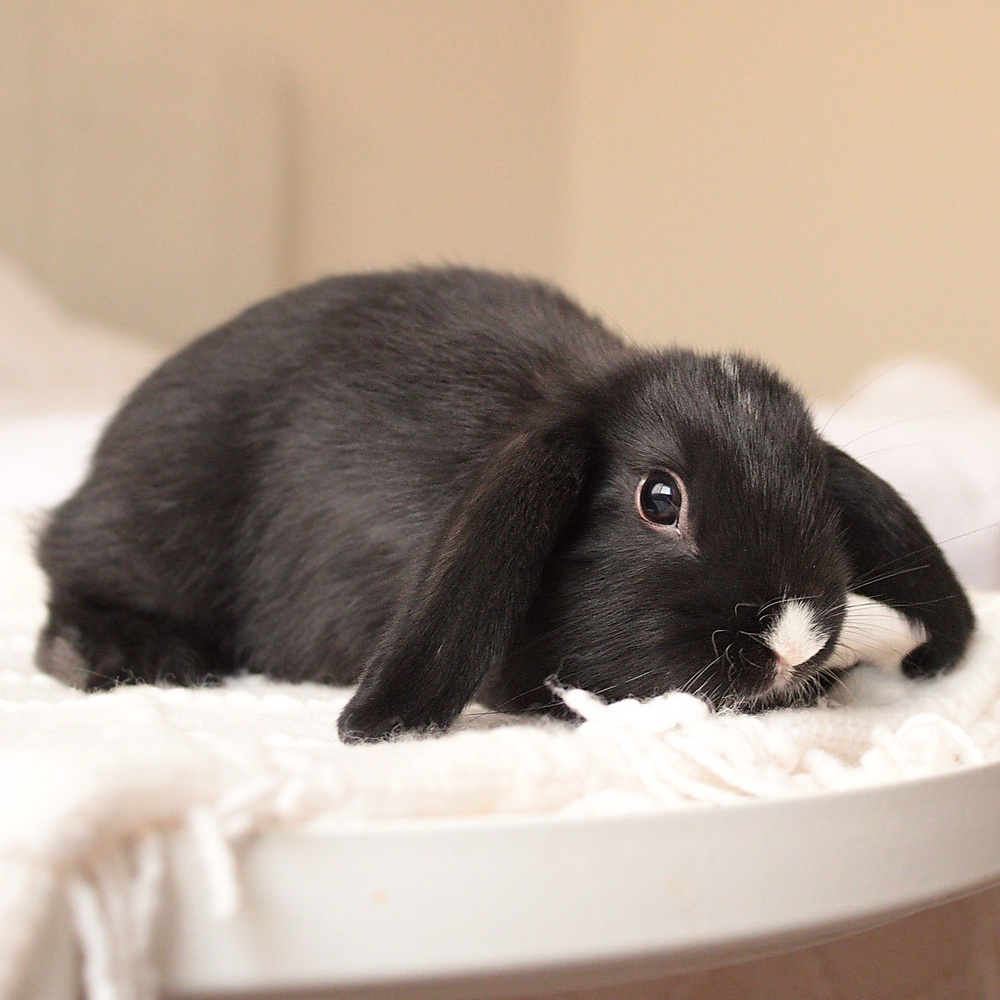 Mini lop