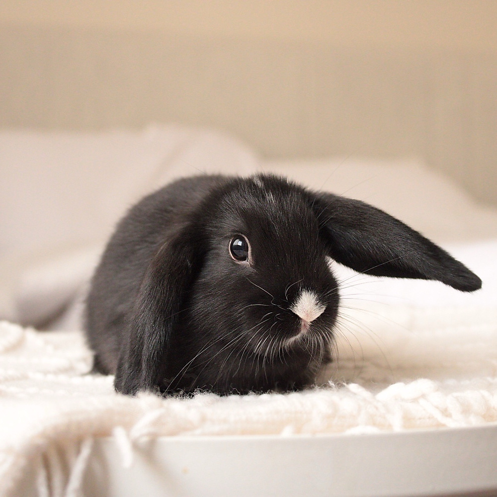 Mini lop