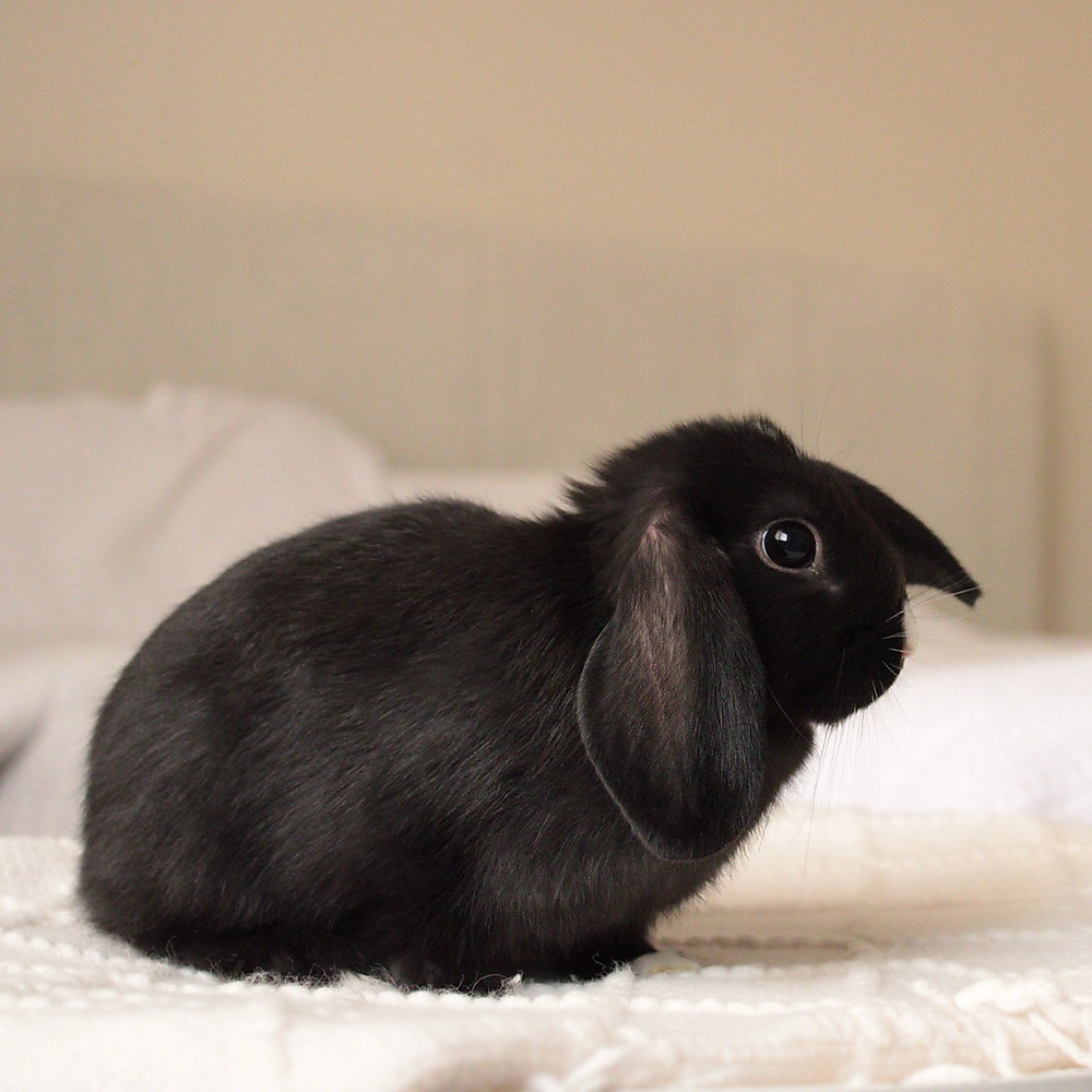 Mini lop