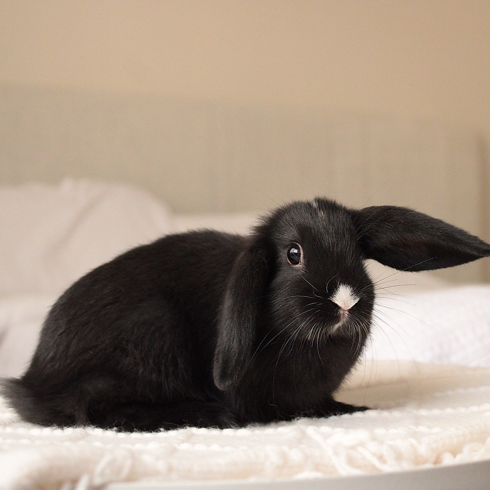 Mini lop