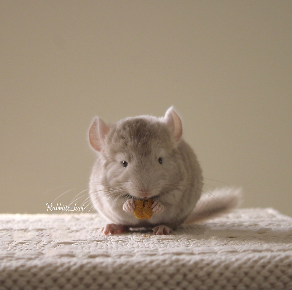 chinchilla