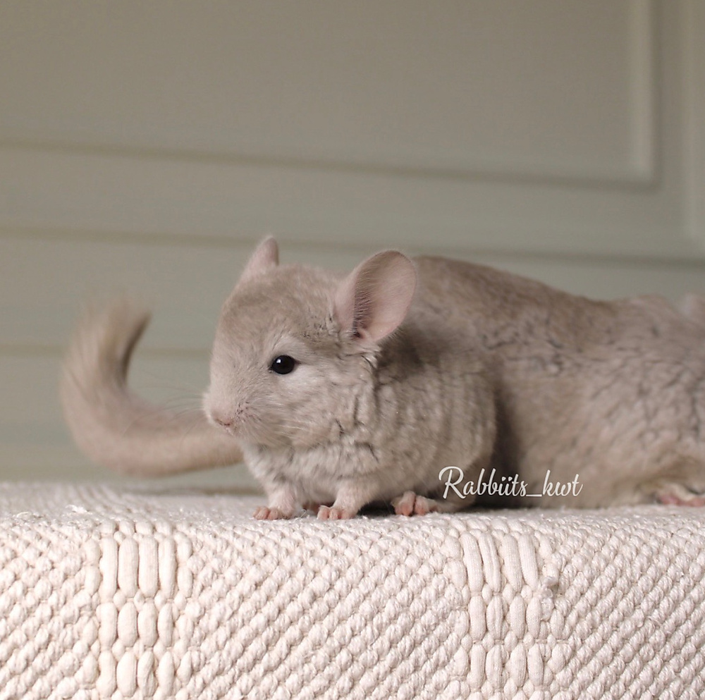 chinchilla