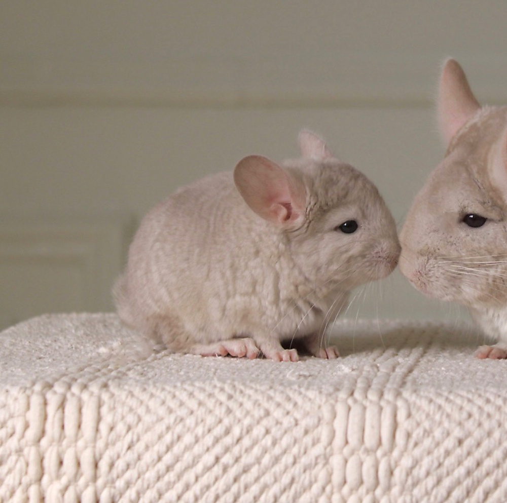 chinchilla