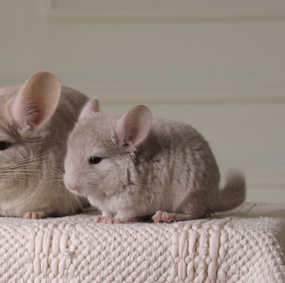 chinchilla