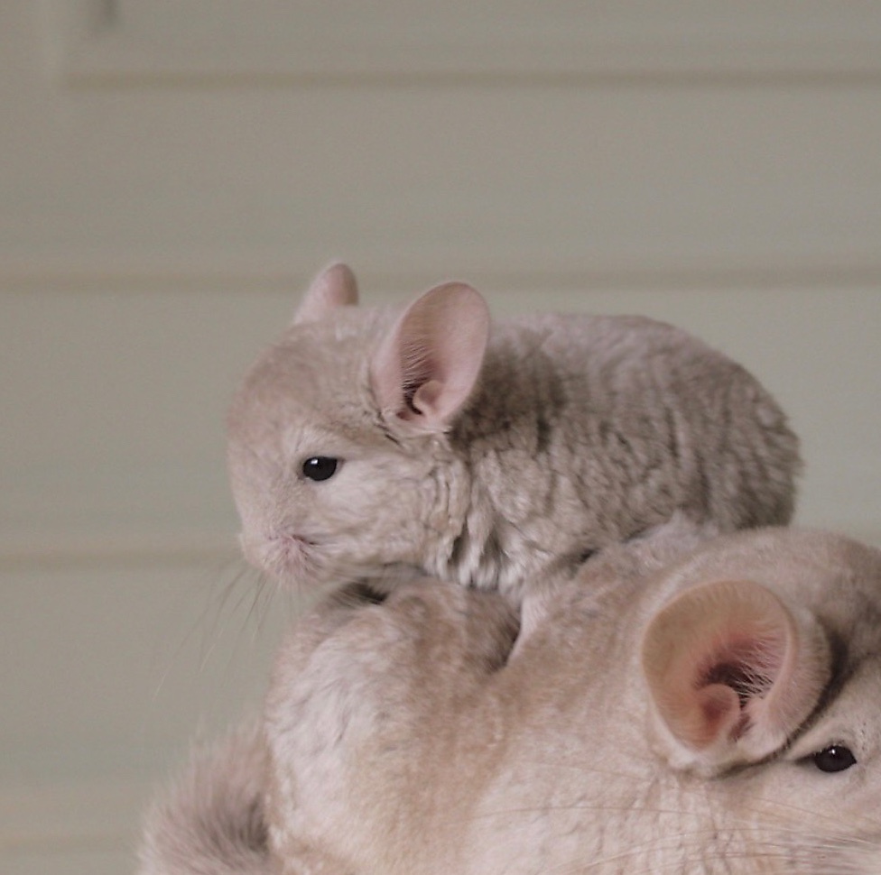 chinchilla