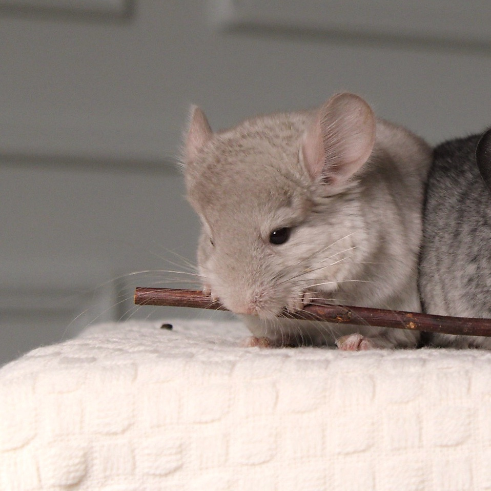 chinchilla