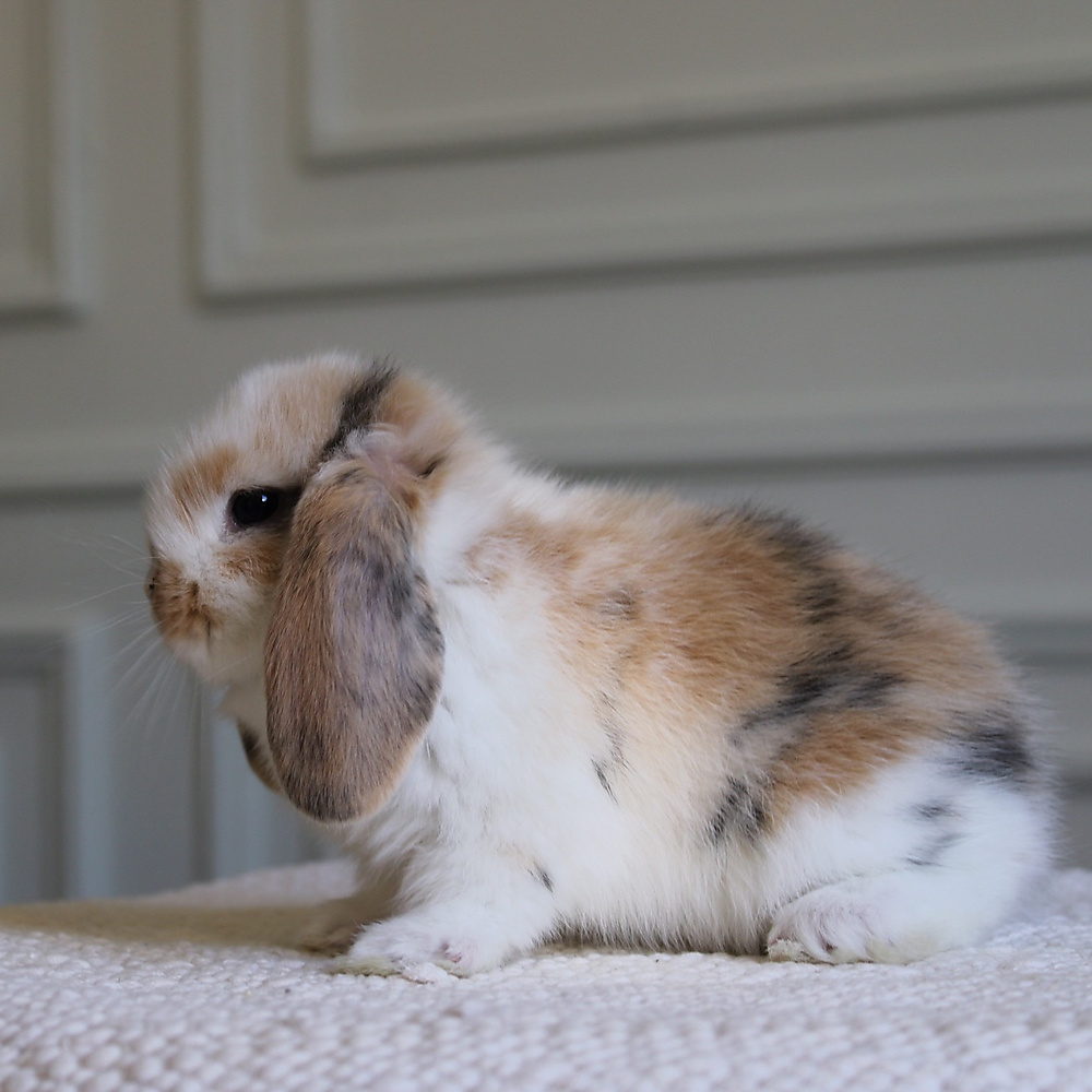 Mini lop - t-color