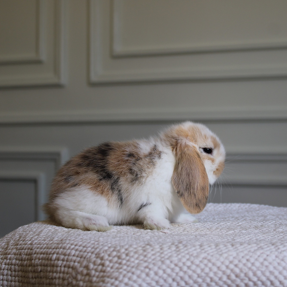 Mini lop - t-color