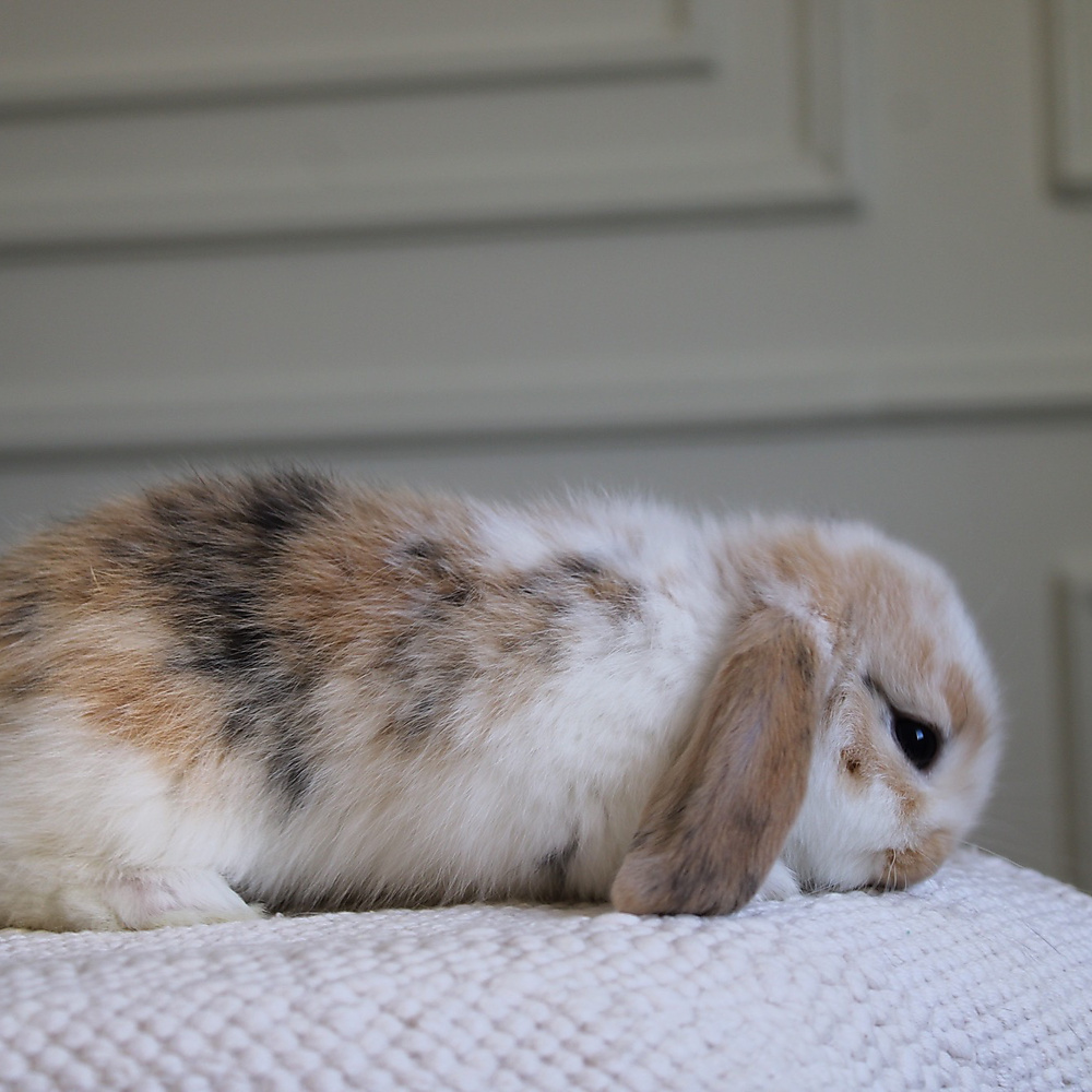 Mini lop - t-color
