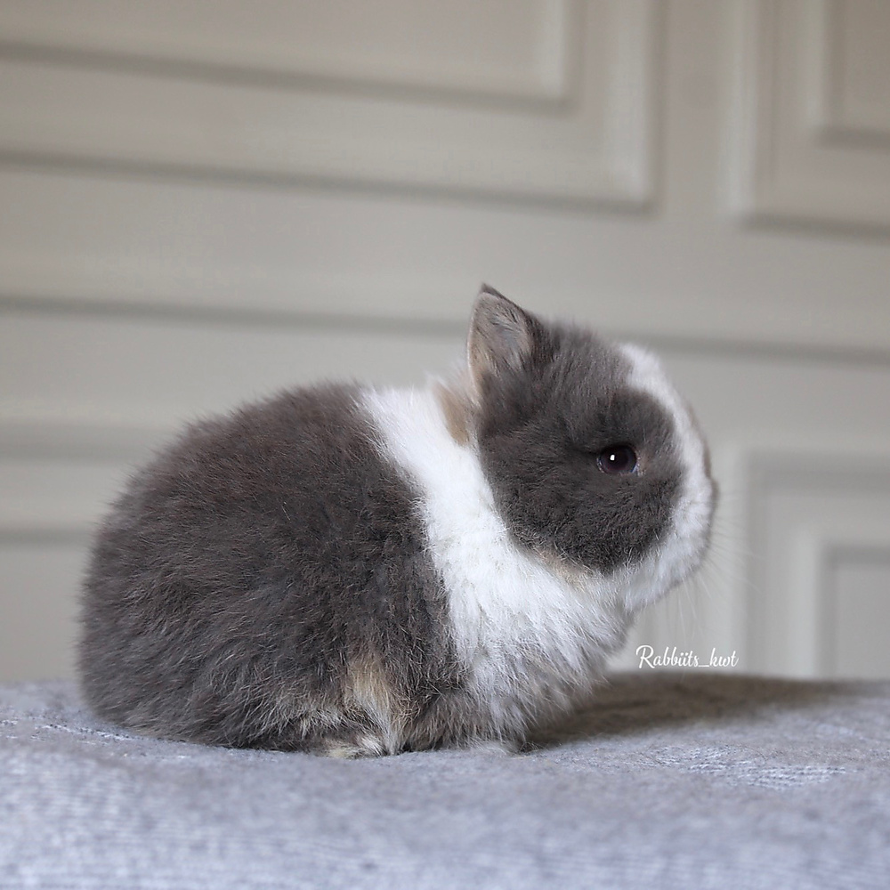 Netherland dwarf VM