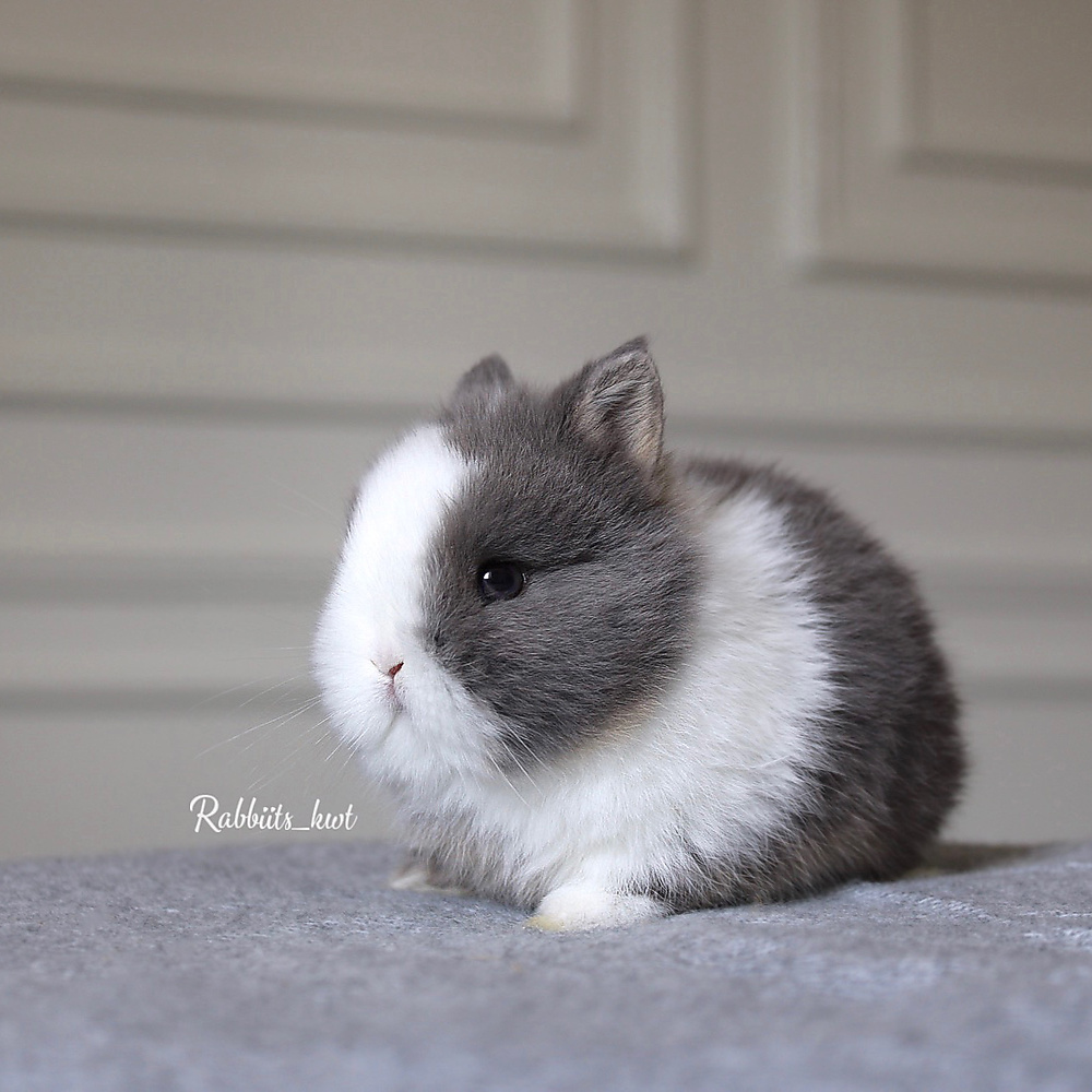 Netherland dwarf VM