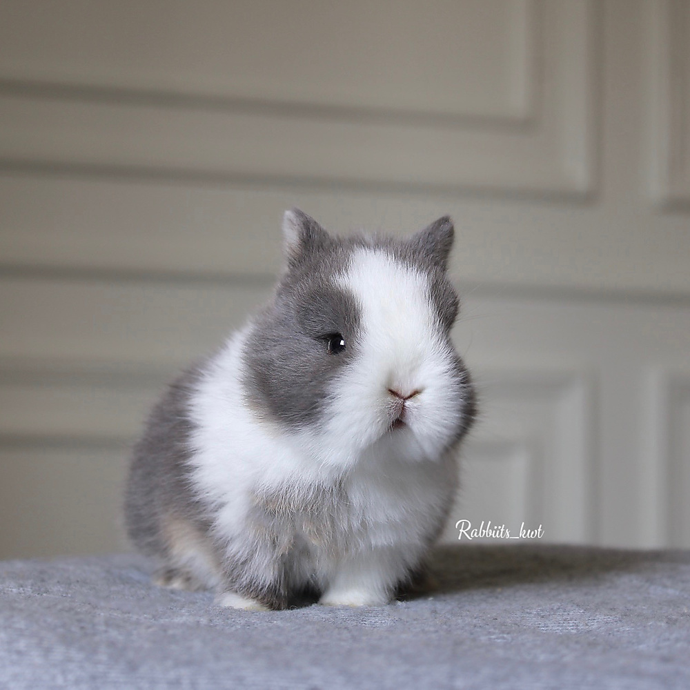 Netherland dwarf VM