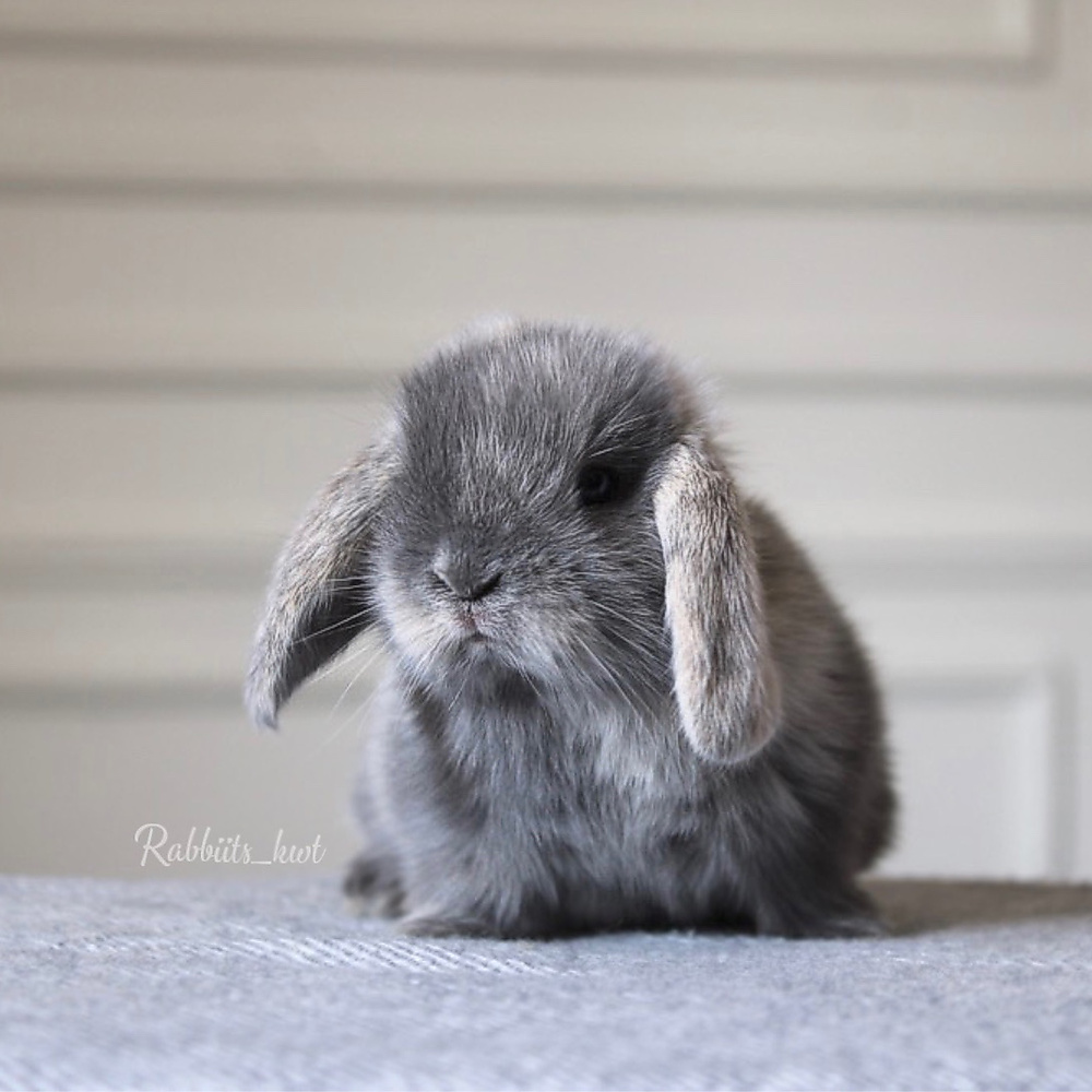 Mini lop - harlquin
