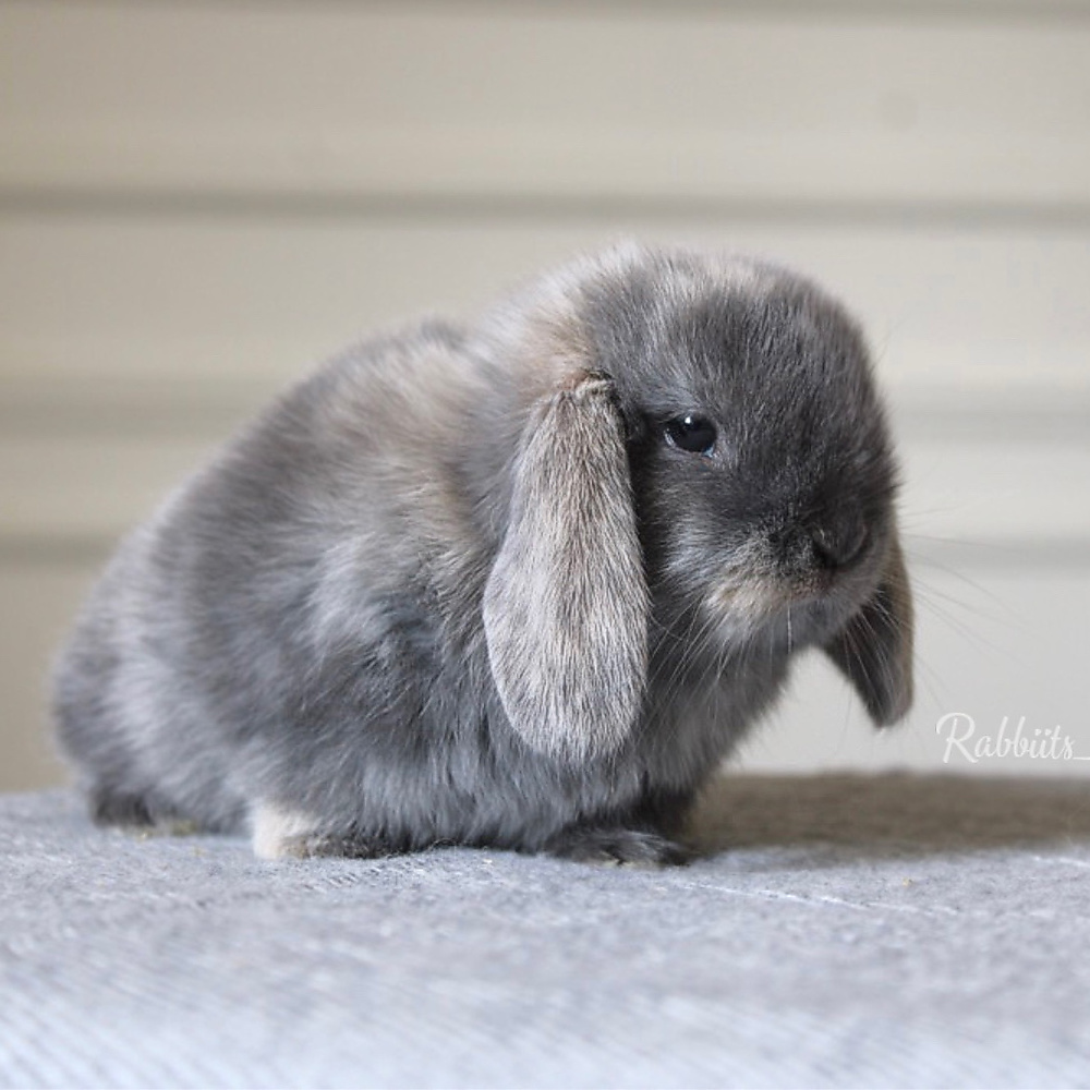 Mini lop - harlquin