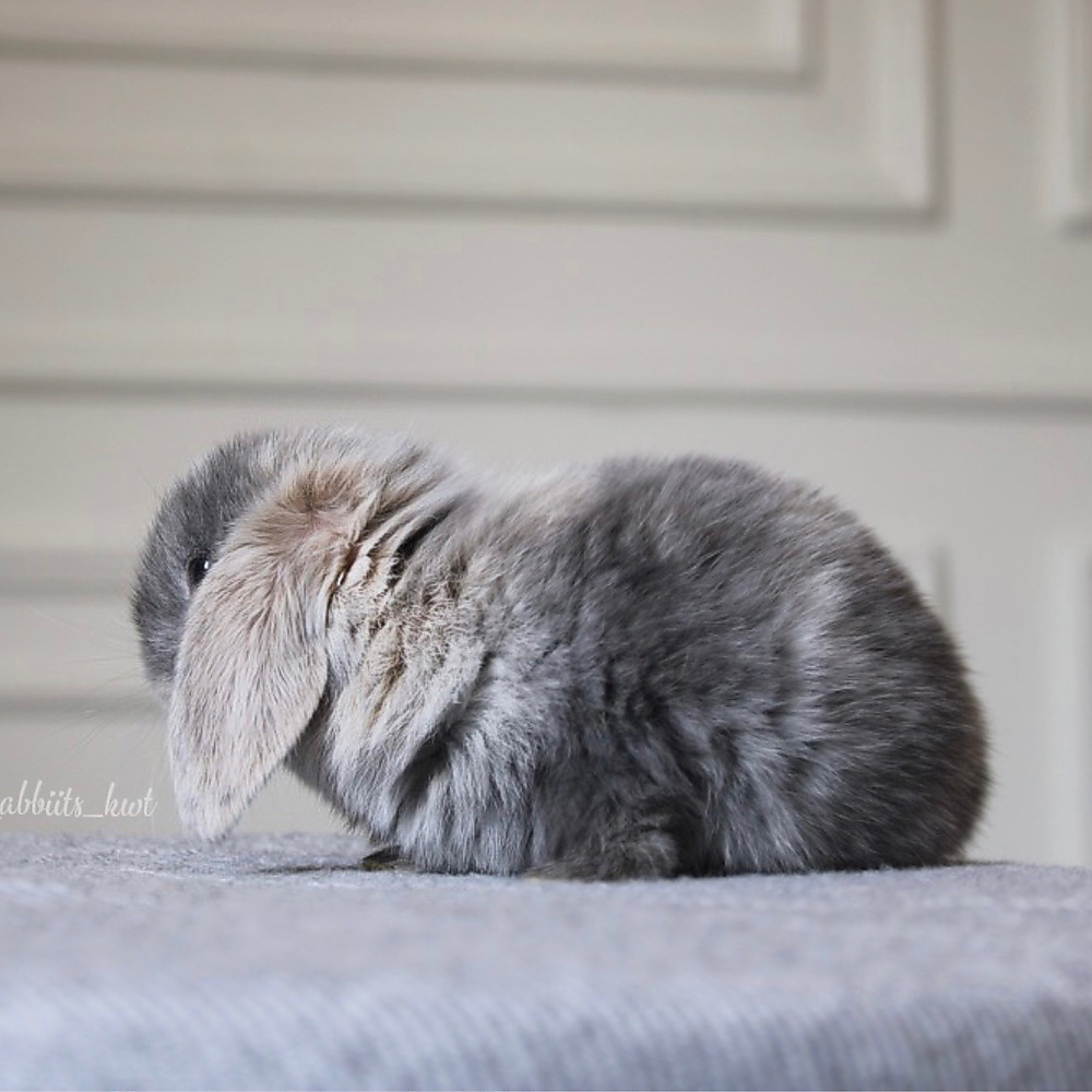 Mini lop - harlquin