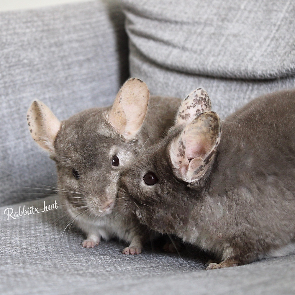 chinchilla