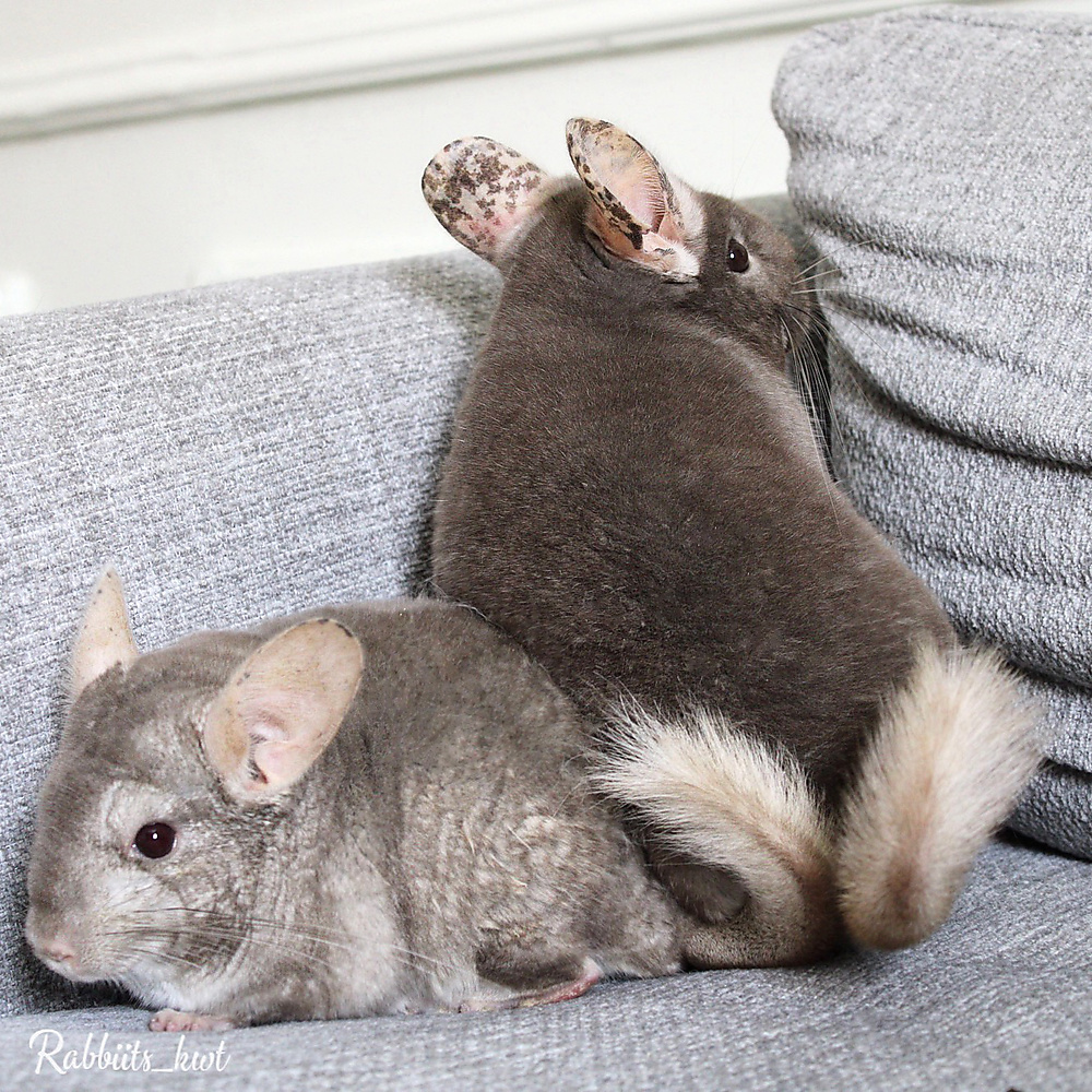 chinchilla