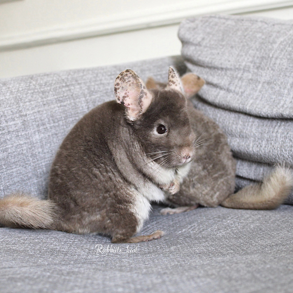 chinchilla