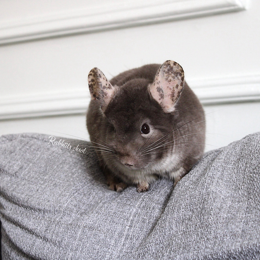 chinchilla