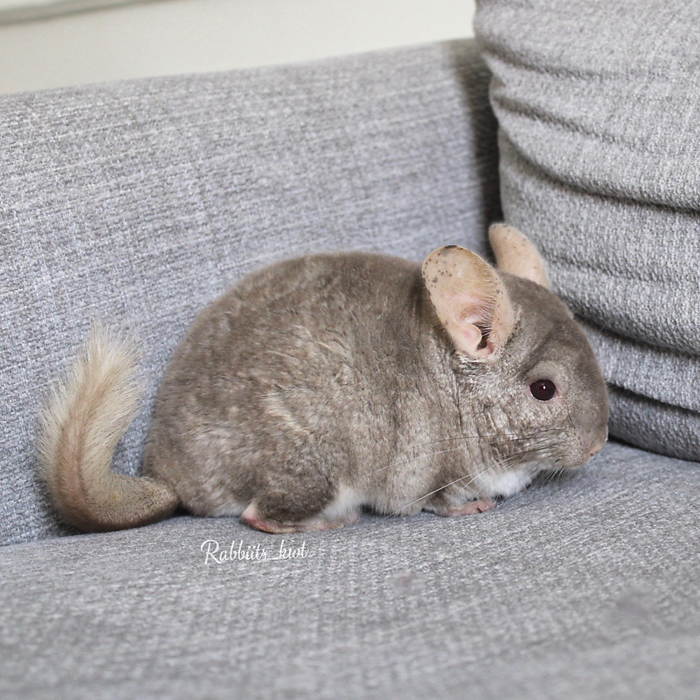 chinchilla
