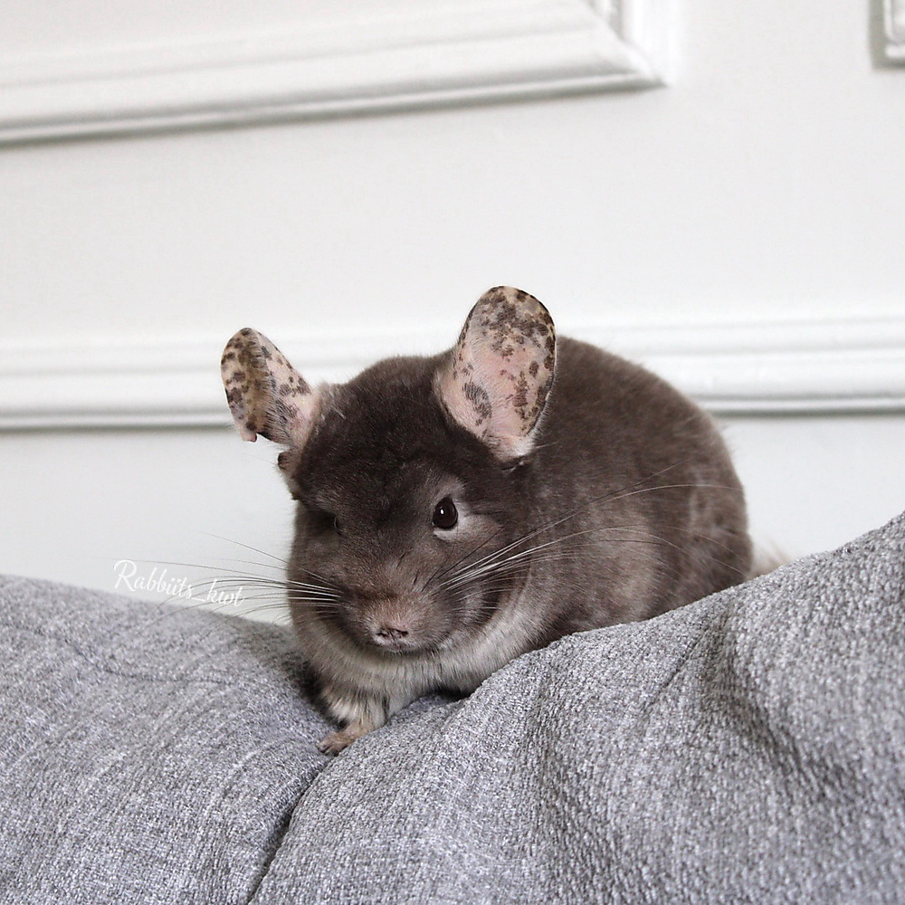 chinchilla